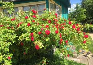 Дом 45м&sup2;, 2-этажный, участок 11 сот.  