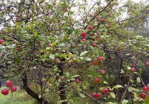 Дом 77м², 2-этажный, участок 10 сот.  