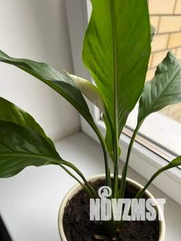 Студия квартира, посуточно, 25м2, 1/2 этаж